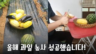 [시골청년VLOG] 직접 기른 참외 맛은 어떨까?ㅣ시골청년하루, 시골농사, 과일농사, 수박수확, 농부, 얼렁뚱땅