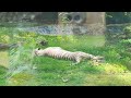 alipore zoo আলিপুর চিড়িয়াখানা কলকাতা alipore zoological garden