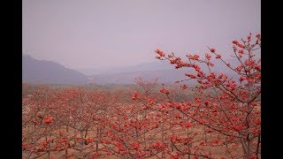 জাদুকাটার শিমুল বাগান | বারিক্কা টিলা | শহীদ সিরাজ লেক  | shimul bagan sunamganj