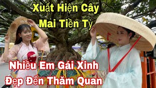 Độc Đáo Xuất Hiện Cây Mai Tiền Tỷ Tại TP Long Xuyên”Nhiều Em Gái Xinh Đẹp Đến Thăm Quan Cây Mai