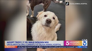 Kacey's Cause 4 Paws: Adopt Troy!