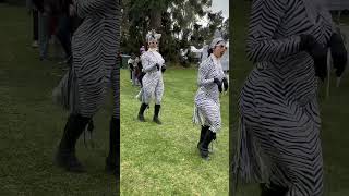 Zebra dance #shorts #short #youtubeshorts #trending #viral #animals #performance #funny #australia