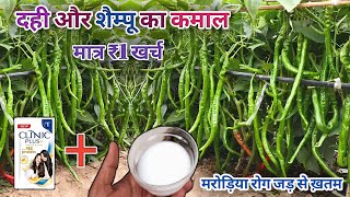 2 मिनट में मिर्च के पौधे का कीड़ा और मुरोड़िया leaf curl virus रोग बाहर निकालने का अचूक उपाय