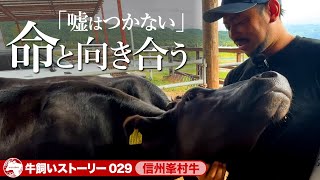 【長野県：信州峯村牛】「嘘はつかない」愛情深く命と向き合う《wasabee 牛飼いストーリー029》