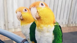 White Bellied Caique Dancing | White Bellied Parrot Talking