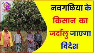 VIDEO : नवगछिया के किसान  का जर्दालु जाएगा विदेश, जिओ टैग कार्य हुआ पूरा @gosaingaonsamachar //naugachia news