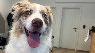 Ultimate Border Collie (BOOMER) Transformation: Full Grooming from Shaggy to Show-Ready!