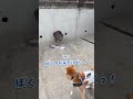 shiba inu unusually barks to intimidate the cat shorts shibainu shiba