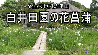 タイムスリップした里山 白井田園の花菖蒲 2021 4K