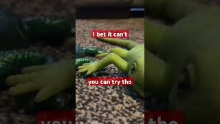 I bet it can’t #bonk #lizard #funny #gecko #memes #reptiles #thanksfor50subs #animals #toys #pets