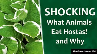 SHOCKING: What Animals Eat Hostas! and Why