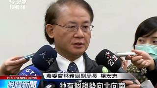 黑面琵鷺來台度冬 數量再創新高 20160223 公視晚間新聞