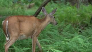 Audio Described - Protecting and Growing a Healthy Forest