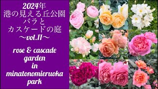 【2024年 港の見える丘公園「バラとカスケードの庭」vol.11】rose \u0026 cascade garden in minatonomieruoka park