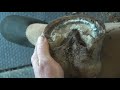 hoof trim evaluation