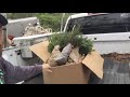 planting fraser fir trees with a gas auger