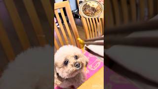 和食の朝ごはんのすき焼き鍋をおねだりする愛犬