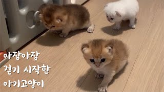 Kittens Learning to Walk, It's okay to fall! ☺️