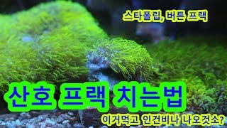 스타폴립,버튼산호 프랙치기