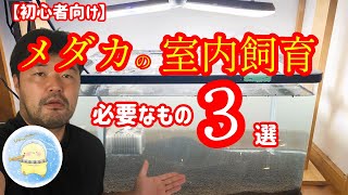 【初心者向け】日本一分かりやすいメダカの室内飼育！これさえあれば大丈夫！？【ひよこめだか/メダカ飼育】