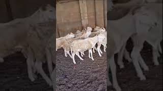 12 male balami for 4,560,000 if it single ram  430,000 each  all price  including transportation