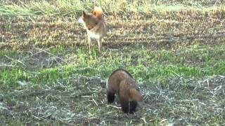 柴犬モモちゃん vs アナグマ（その２）、Shiba Inu versus Badger