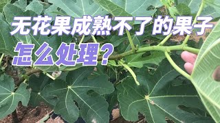 無花果秋季新長的成熟不了的果子，應該如何管理？