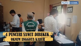 INFO HARI INI || 4 Pencuri Sawit Dibekuk, Oknum Anggota Lolos