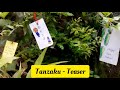 How To Make Tanzaku For The Star Festival (The Tanabata Festival) - Make Your Wishes Come True!