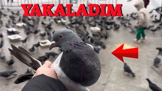 Yabani Güvercinler Arasında Kaçak Mavi Mardin ( Çift Markalı Yakaladım )