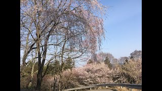 吉野山散策　2019年4月