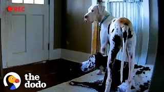 Dog Caught On Hidden Camera Doing The Sweetest Thing For Foster Brother | The Dodo Foster Diaries