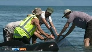 New Zealand: Nearly 200 stranded whales trigger major rescue effort