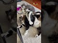 the skunk baby bullied by dogs shorts animals skunks friendship love cute