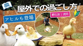 ★【コールダック育雛方法】屋外の過ごし方【飼育技師が解説】アヒルもインコも登場！@ZOOTIMEch