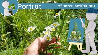 🖼️ Porträt 115 - Feinstrahl/Berufkraut (Erigeron annuus) - Wildpflanzen-Steckbrief (Essbar)