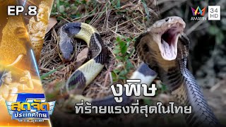 7 อันดับ งูพิษที่ร้ายแรงที่สุดในไทย | สุดจัดประเทศไทย | 16 ก.พ.67