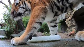 Amur Tiger Brothers Share A Popsicle