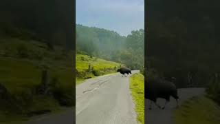 Indian Gaur Nilgiri Ooty #trending #india #youtubeshorts #viral #youtube #nature #wildlife #wild