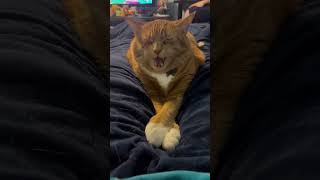 Cat Funny Moment 38 🤣 #comedy #funnycatvideos #funny #cat