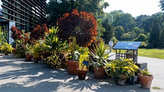 Seeds of survival: Botanic Gardens exhibit highlights plants and the Black experience