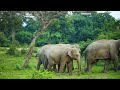 Elephant-human conflict in Ceylon