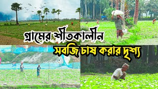 গ্রামের শীতকালীন সবজি যে ভাবে চাষ করা হচ্ছে ।কৃষি কাজে ব্যস্ত সময় পার করছে কৃষকরা ।Village Video |