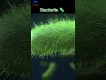 bacteria 🦠 3d medical animation 🩺 ... bacteria shortvideo