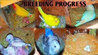 Love Birds and Budgies breeding progress/SKT Birds/ Vlogs