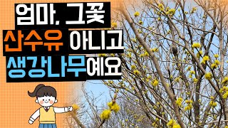 산수유와 생강나무, 구별하는 확실한 방법