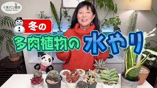 【多肉植物】冬の水やり【くまパン園芸】