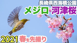 満開の河津桜とメジロ撮影！西海橋公園 河津桜の丘