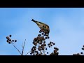 オシドリかと思ったらトモエガモだった。 ひかりの野鳥散歩