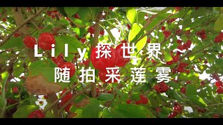 Lily 探世界01   #马来西亚槟城 #莲雾采收记  第一次采摘好开心! Penang Jambu (水蓊) Rose Apple, Eugenia Javanica Lam